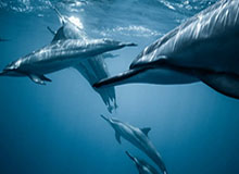 【直播】Jiejie看Xiaoxu一打四：黑哥们这身板也太硬了！这都没死